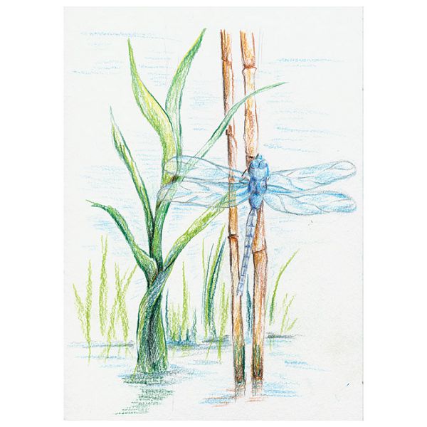 Boje drvene-vodene  12boja Aquarell Design Journey Staedtler 14610C C12 blister